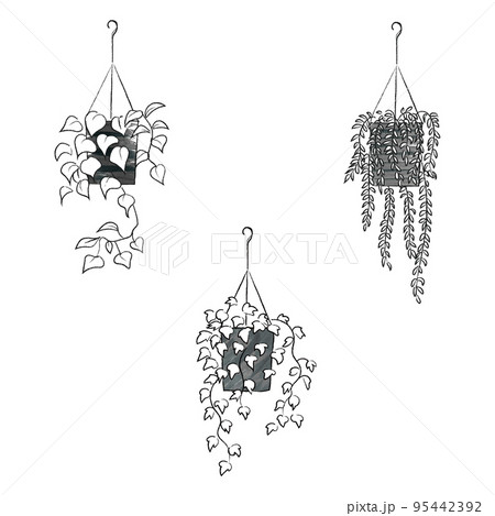 つる性のインテリアグリーン　モノクロセット 95442392