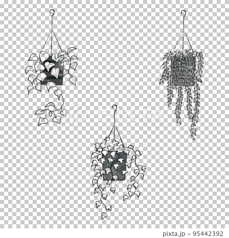 つる性のインテリアグリーン　モノクロセット 95442392