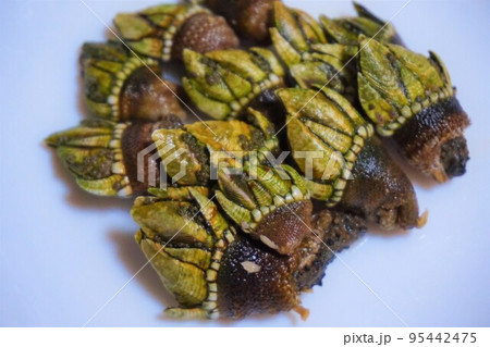 カメノテ 亀の手 塩茹 珍味 カメノテ 亀の手 塩茹 珍味 95442475