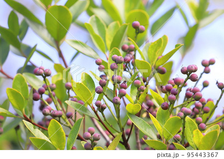 色づいたシャリンバイの実 色づいたシャリンバイの実 95443367