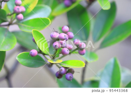色づいたシャリンバイの実 色づいたシャリンバイの実 95443368