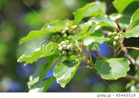 隠蓑（カクレミノ）の葉と実 95443519