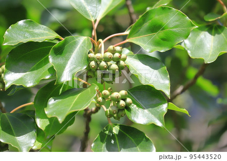 隠蓑（カクレミノ）の葉と実 95443520