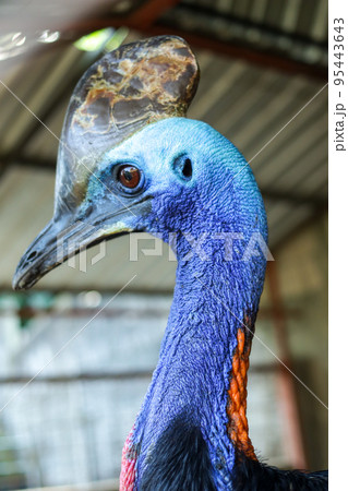 Cassowary in the zoo Cassowary in the zoo 95443643