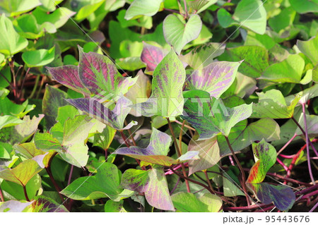 収穫期を迎えた薩摩芋(サツマイモ)畑 収穫期を迎えた薩摩芋(サツマイモ)畑 95443676