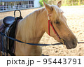 Horse riding at tourist attractions 95443791