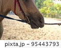 Horse riding at tourist attractions 95443793