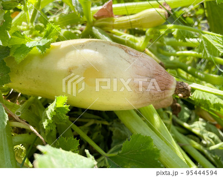 Spoiled zucchini. Disease vegetables on the field. Bad harvest. Agriculture. Spoiled zucchini. Disease vegetables on the field. Bad harvest. Agriculture. 95444594