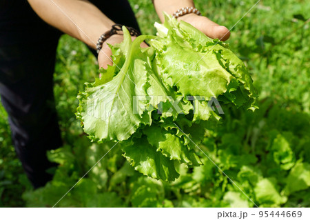 Hand holds fresh light green lettuce, harvesting. Agriculture bio production concept.Non chemicals 95444669