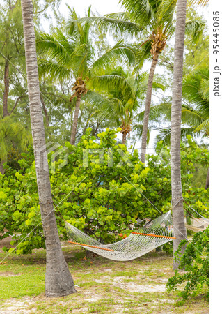 rag hanging hammock on a palm tree photo 95445086