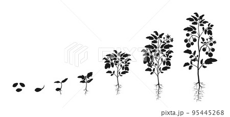 Stages of development of seedlings of tomatoes. Silhouette infographic of growing vegetables. Stages of development of seedlings of tomatoes. Silhouette infographic of growing vegetables. 95445268