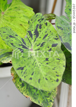 Alocasia, Alocasia mohito or Mojito Alocasia or tricolor alocasia or black and green leaf Alocasia, Alocasia mohito or Mojito Alocasia or tricolor alocasia or black and green leaf 95445307