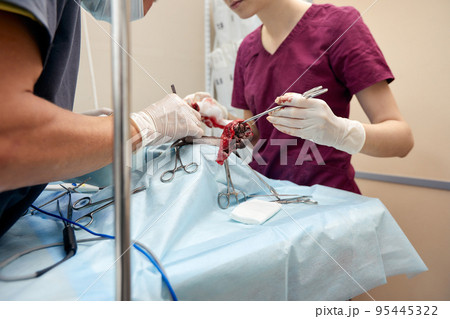 In a modern veterinary clinic, an operation is performed on an animal on the operating table in close-up. Veterinary clinic. In a modern veterinary clinic, an operation is performed on an animal on the operating table in close-up. Veterinary clinic. 95445322