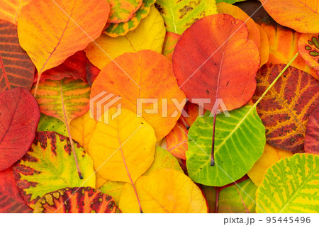 Colorful autumn leaves photo background 95445496