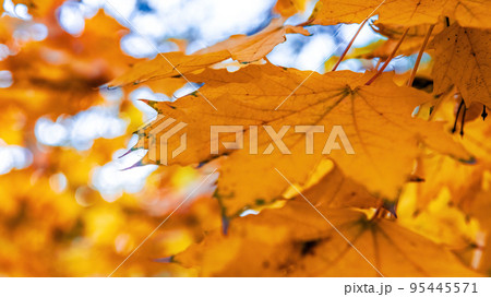 Colorful autumn leaves photo background Colorful autumn leaves photo background 95445571