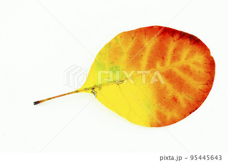 Colorful autumn leaves isolated on white background Colorful autumn leaves isolated on white background 95445643