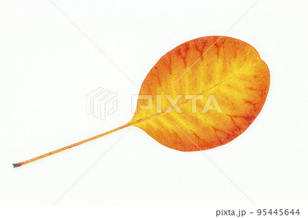 Colorful autumn leaves isolated on white background Colorful autumn leaves isolated on white background 95445644