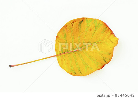 Colorful autumn leaves isolated on white background Colorful autumn leaves isolated on white background 95445645