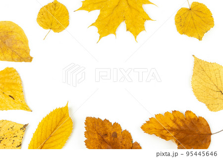 Colorful autumn leaves isolated on white background Colorful autumn leaves isolated on white background 95445646