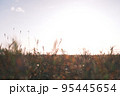 光と草原 95445654