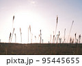 朝焼けと植物のシルエット 95445655