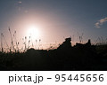 夕日と植物のシルエット 95445656
