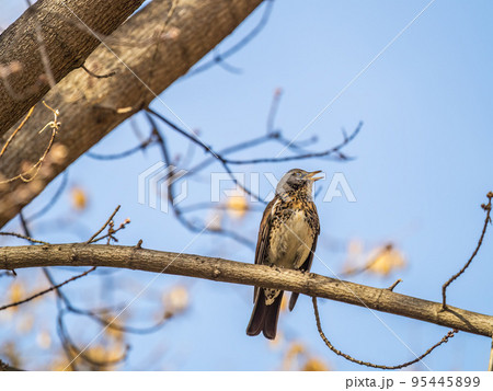 Fieldbird sits on a branch in spring with a blurred background. 95445899
