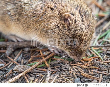 A closeup of a Common vole, Microtus arvalis, on the ground with a blurry background A closeup of a Common vole, Microtus arvalis, on the ground with a blurry background 95445901