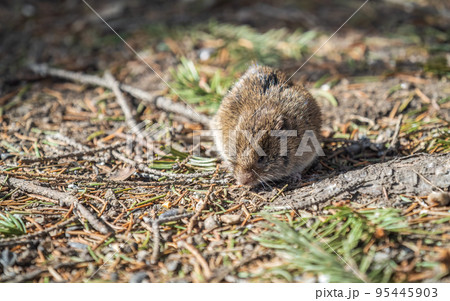 A closeup of a Common vole, Microtus arvalis, on the ground with a blurry background A closeup of a Common vole, Microtus arvalis, on the ground with a blurry background 95445903