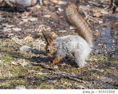 Squirrel in autumn or spring hides nuts on the green grass with fallen yellow leaves Squirrel in autumn or spring hides nuts on the green grass with fallen yellow leaves 95445906