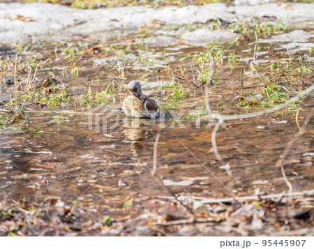 Thrush takes a bath in a puddle. The bird swims in the water Thrush takes a bath in a puddle. The bird swims in the water 95445907