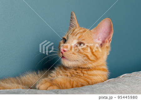 Cute ginger kitten washes 95445980