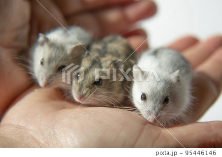 Cute young hamsters in the caring hands of the owner. Cute young hamsters in the caring hands of the owner. 95446146