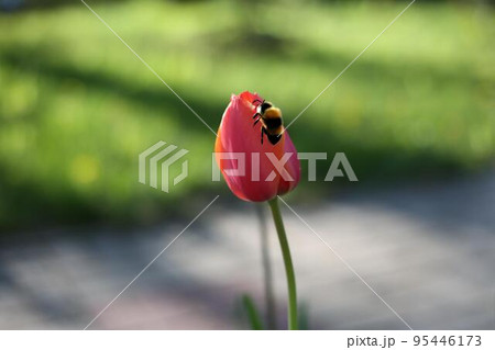 Bee sits on a red tulip in the garden. Insect pollinates a flower 95446173