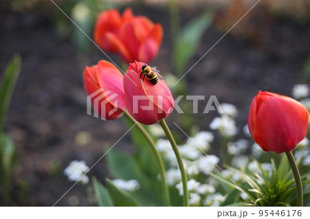 Bee sits on a red tulip in the garden. Insect pollinates a flower 95446176