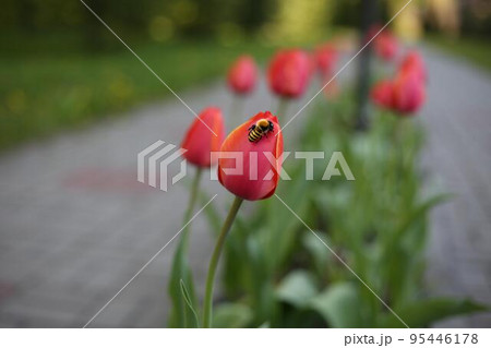 Bee sits on a red tulip in the garden. Insect pollinates a flower 95446178