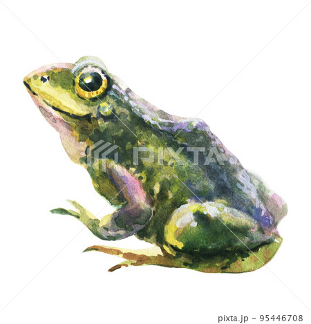 Watercolor green frog isolated on white background. Watercolor green frog isolated on white background. 95446708