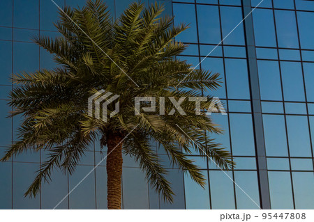 Palm Tree in Front of Modern Office Building Windows 95447808