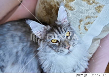 Attractive purebred silver Maine Coon cat looking up, in a home Attractive purebred silver Maine Coon cat looking up, in a home 95447947