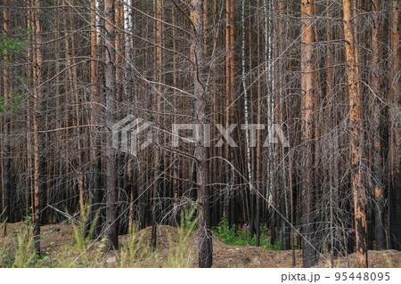Pine forest after a large-scale fire. Landscape of Pine forest after a large-scale fire. Landscape of 95448095