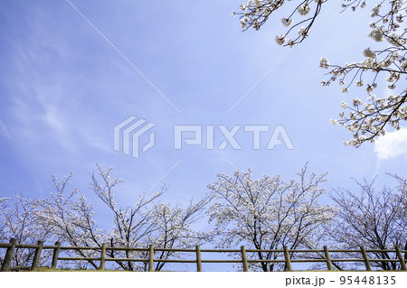 桜並木と青空 桜並木と青空 95448135
