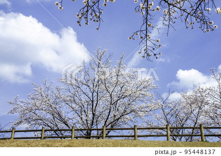 桜並木と青空 桜並木と青空 95448137