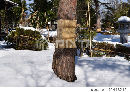 害虫駆除 松のこも巻き 害虫駆除 松のこも巻き 95448215