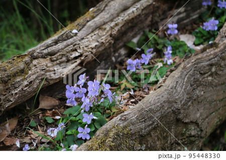 倒木の洞に根づた逞しいスミレ 95448330