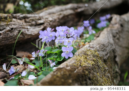 倒木の洞に根づた逞しいスミレ 倒木の洞に根づた逞しいスミレ 95448331