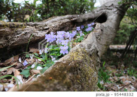 倒木の洞に根づた逞しいスミレ 倒木の洞に根づた逞しいスミレ 95448332