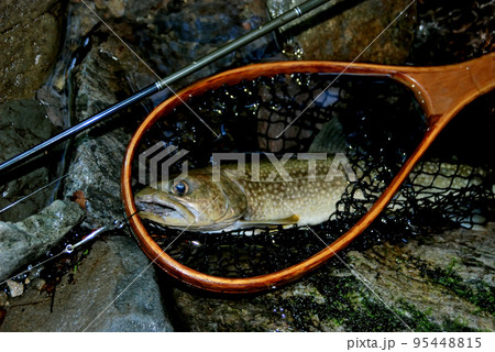 川苔谷で釣れたイワナをランディングネットの上に横たえて撮ったの写真