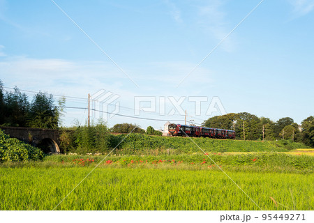 【北勢線】めがね橋と彼岸花と列車 95449271