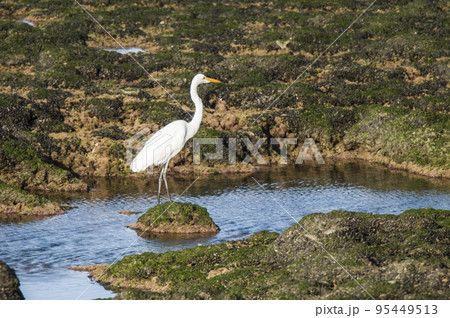 Great White Egret in Patagonia, Argentina Great White Egret in Patagonia, Argentina 95449513