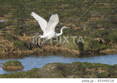 Great White Egret in Patagonia, Argentina Great White Egret in Patagonia, Argentina 95449516